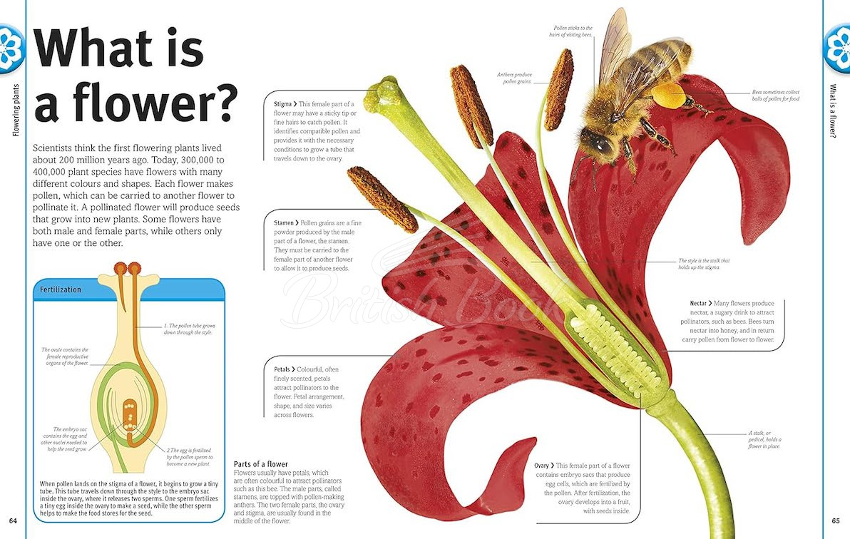 Книга Our World in Pictures Trees, Leaves, Flowers and Seeds купити