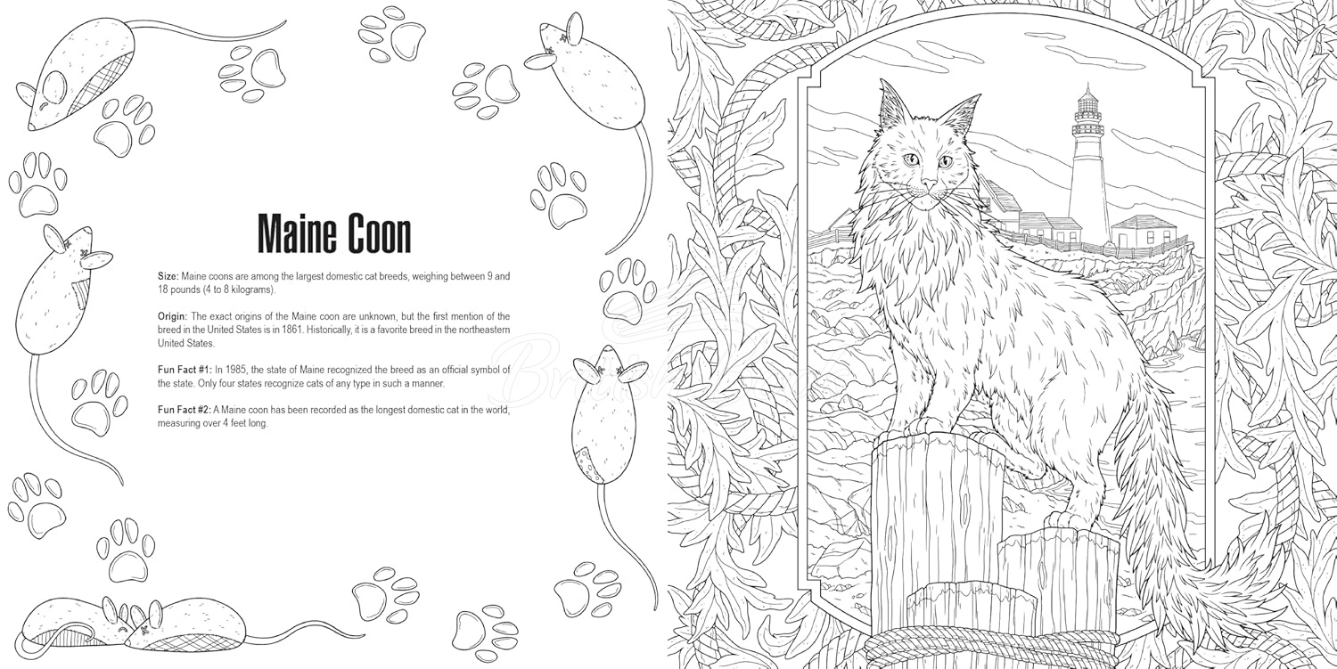 Книга Cats: A Smithsonian Coloring Book зображення 5