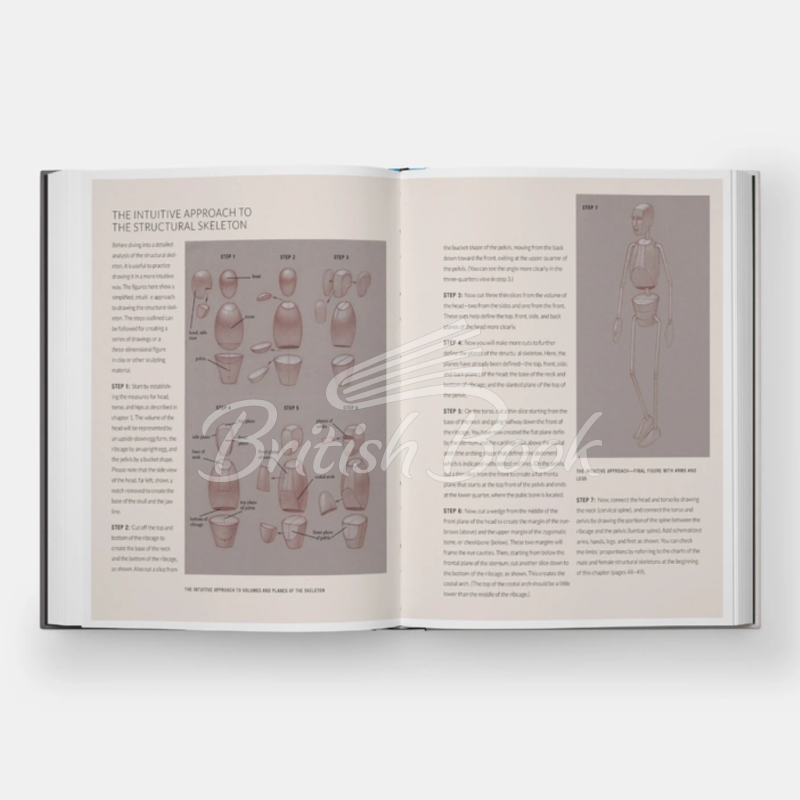 Книга Basic Human Anatomy: An Essential Visual Guide for Artists зображення 6
