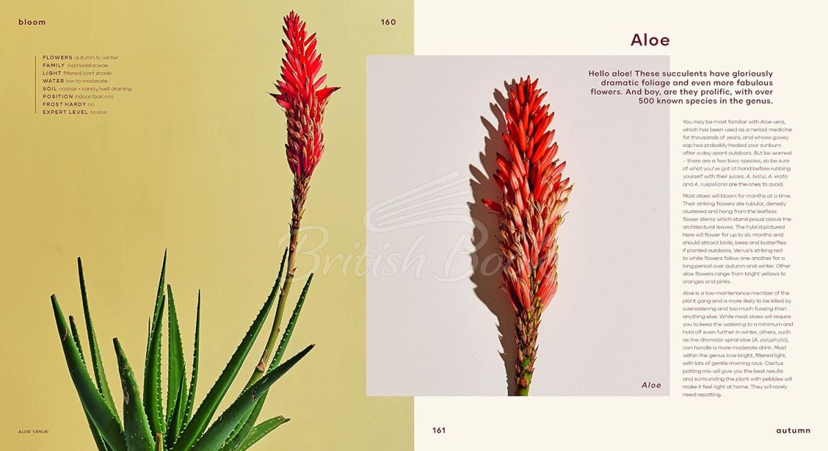 Книга Bloom: Flowering Plants for Indoors and Balconies зображення 2