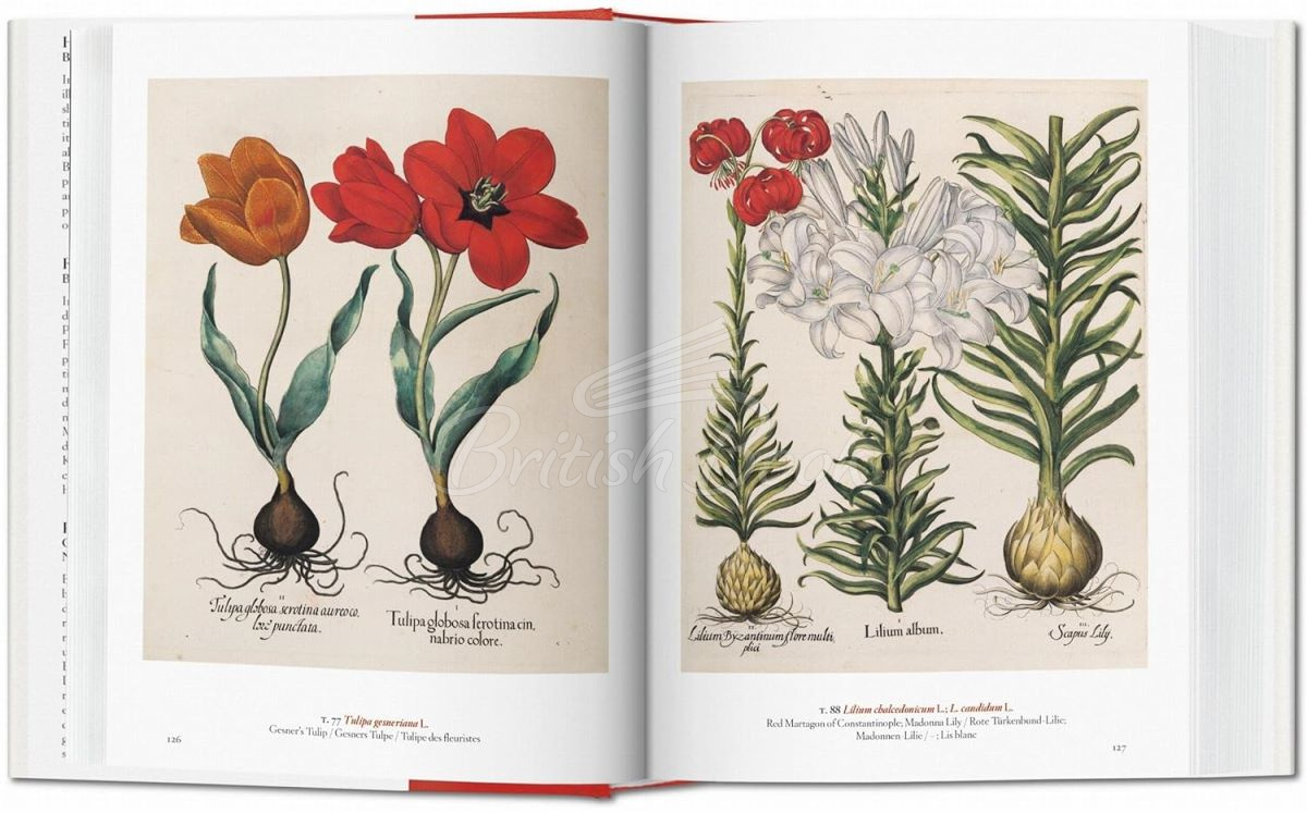 Книга A Garden Eden: Masterpieces of Botanical Illustration изображение 3