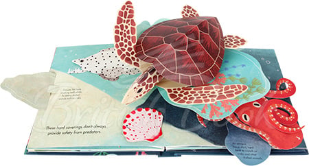 Книга Shells: A Pop-Up Book of Wonder изображение 3
