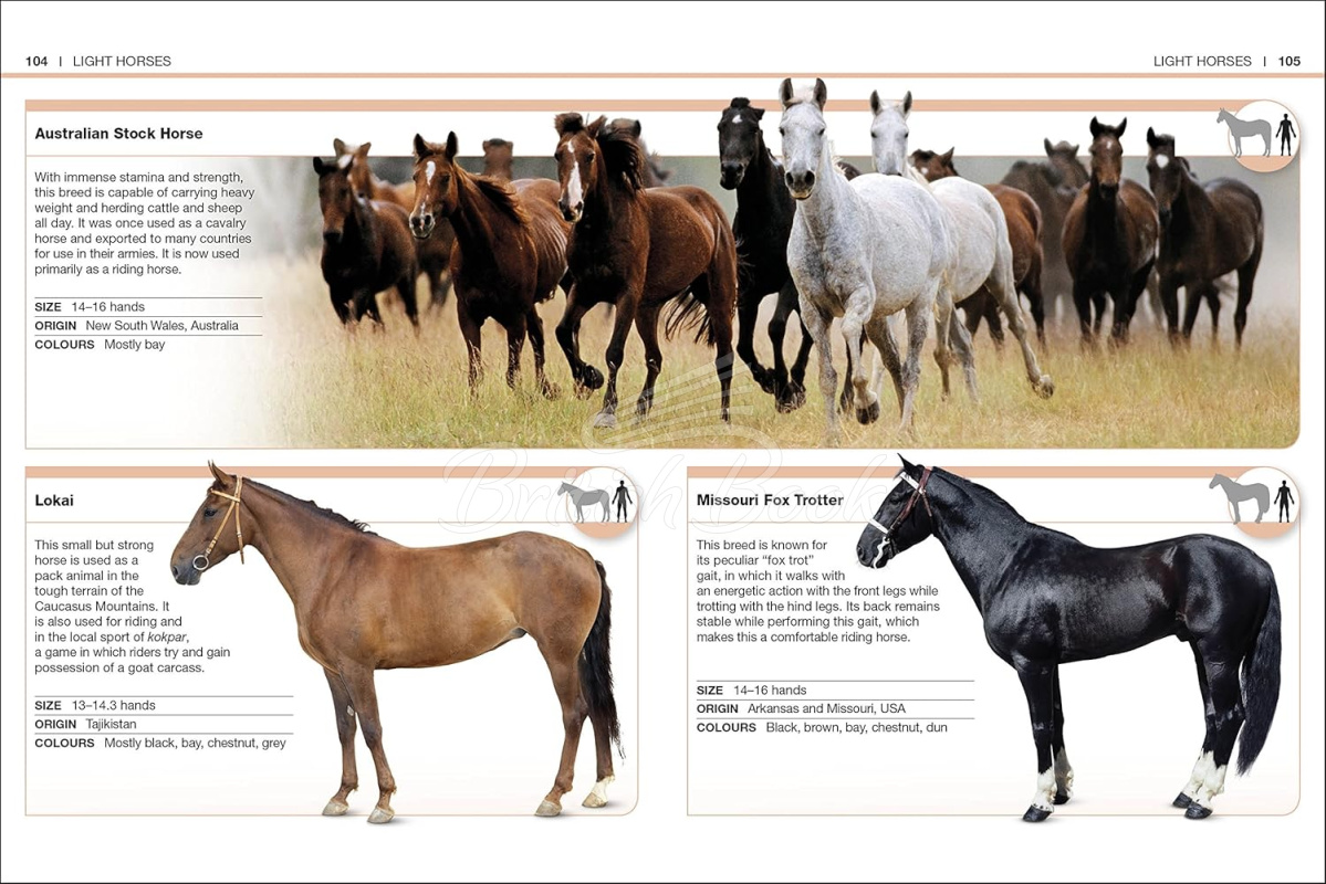 Книга Pocket Eyewitness: Horses зображення 4