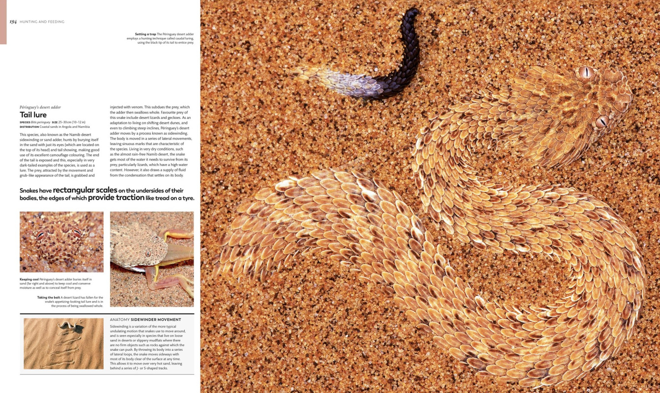 Книга Animal Behaviour: Stories of Instinct, Intelligence and Adaptation зображення 5