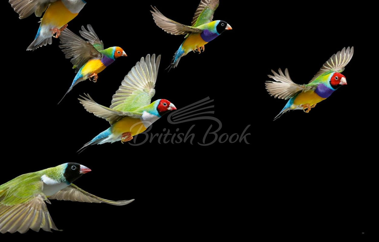 Книга Birds: Photographs изображение 7