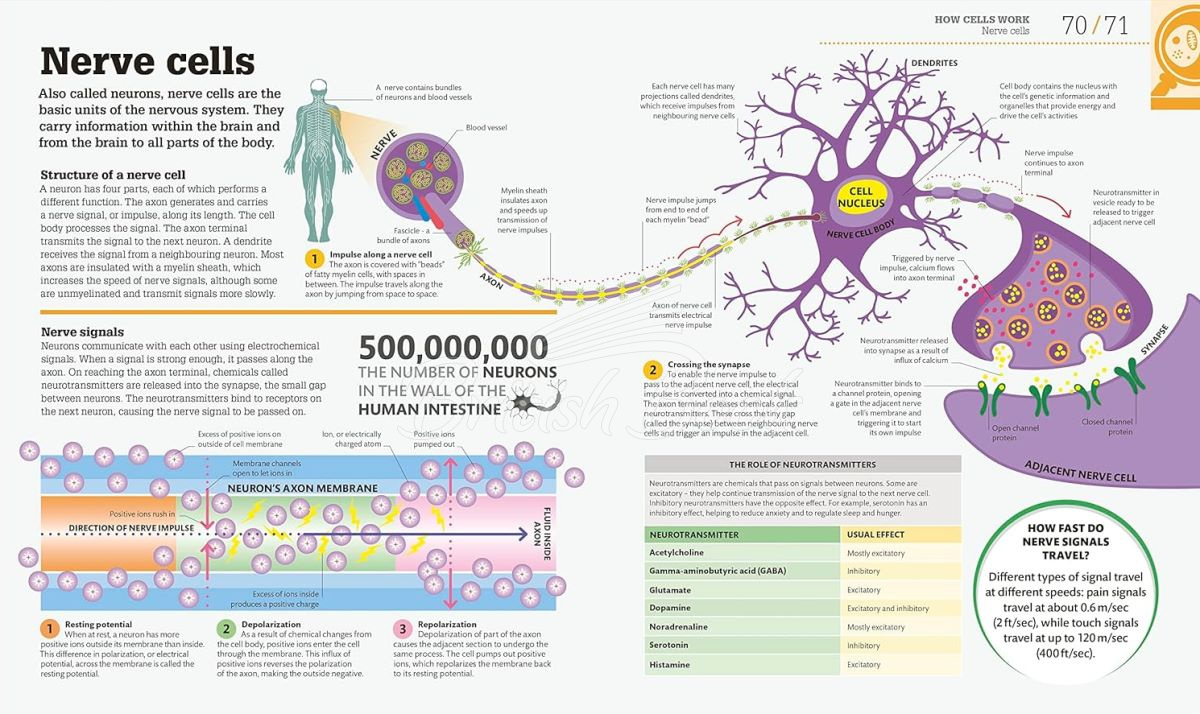 Книга How Biology Works зображення 5