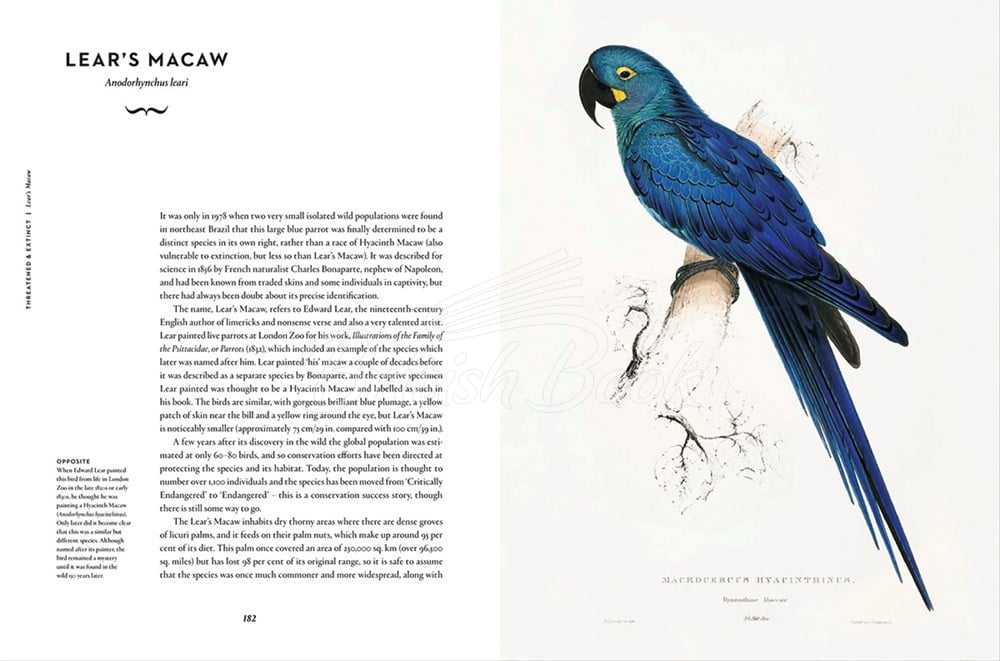 Книга Remarkable Birds зображення 3