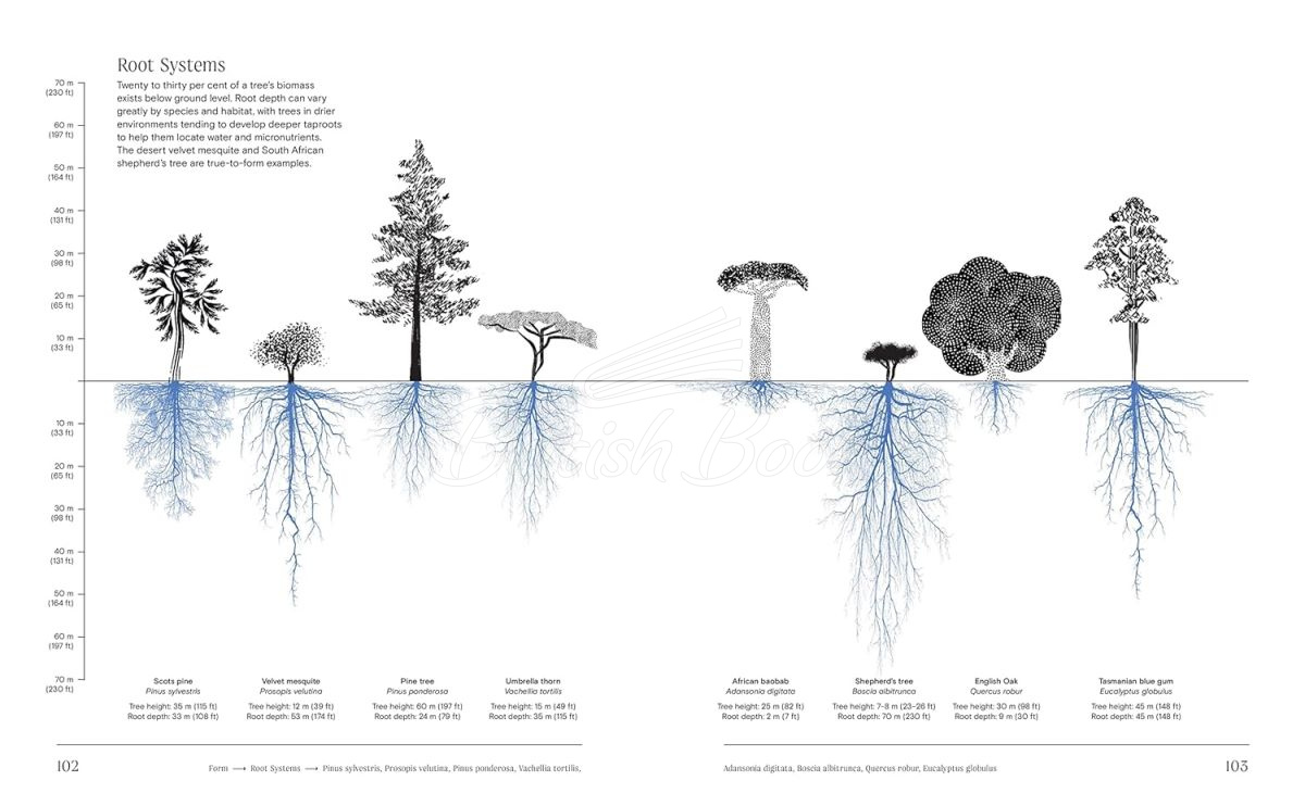 Книга Trees: From Root to Leaf изображение 8