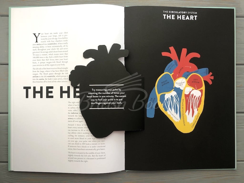 Книга Anatomy: A Cutaway Look Inside the Human Body изображение 13