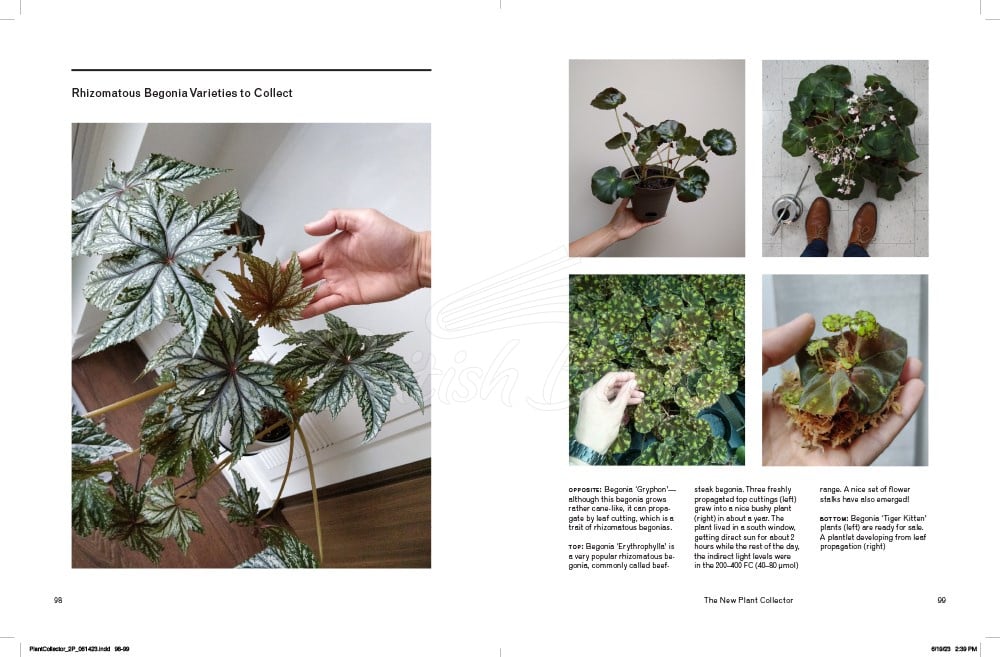 Книга The New Plant Collector зображення 2