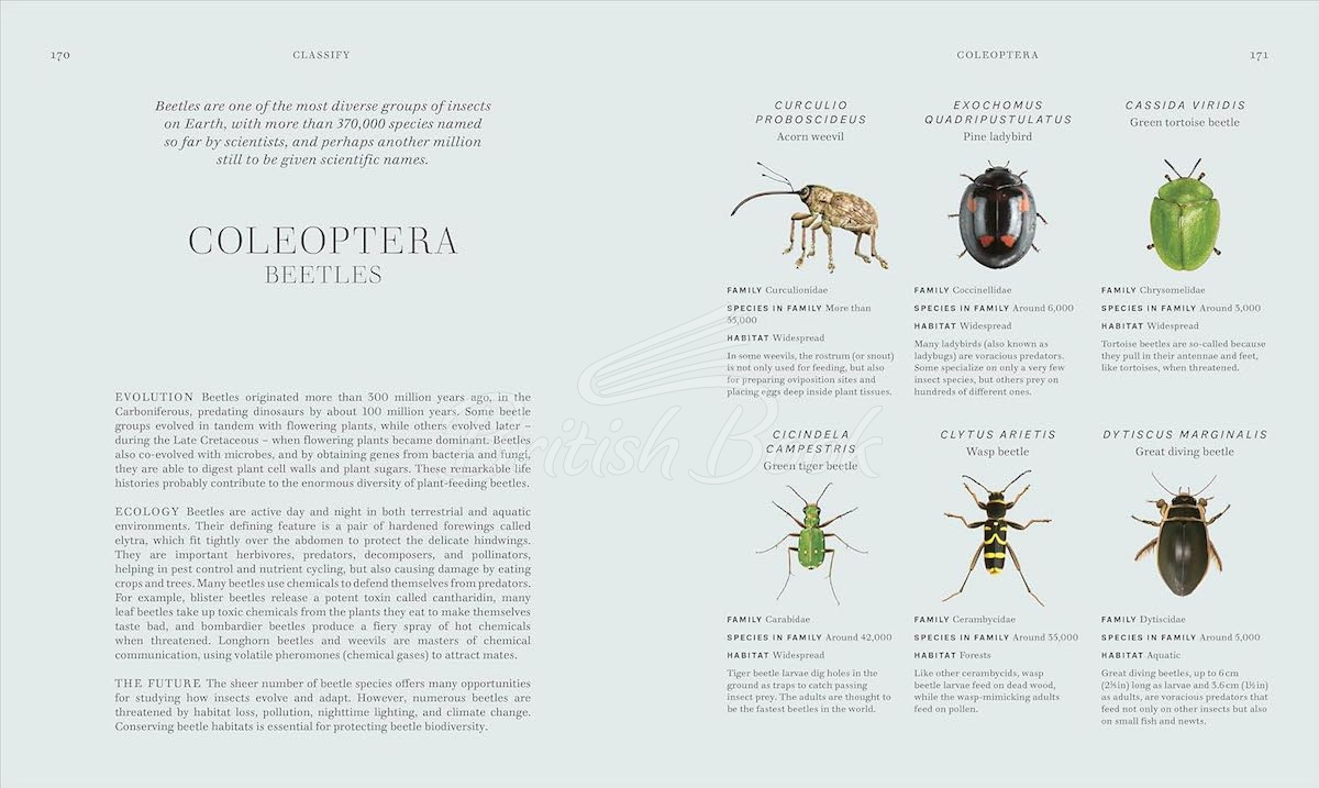 Книга Insects зображення 7