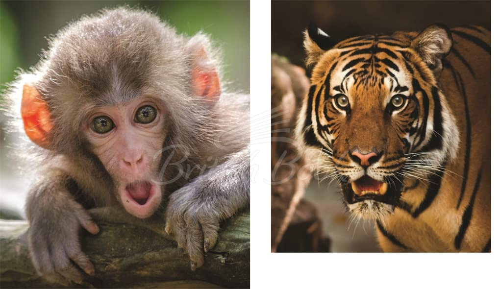 Книга This Book is Literally Just Pictures of Animals Silently Judging You изображение 2