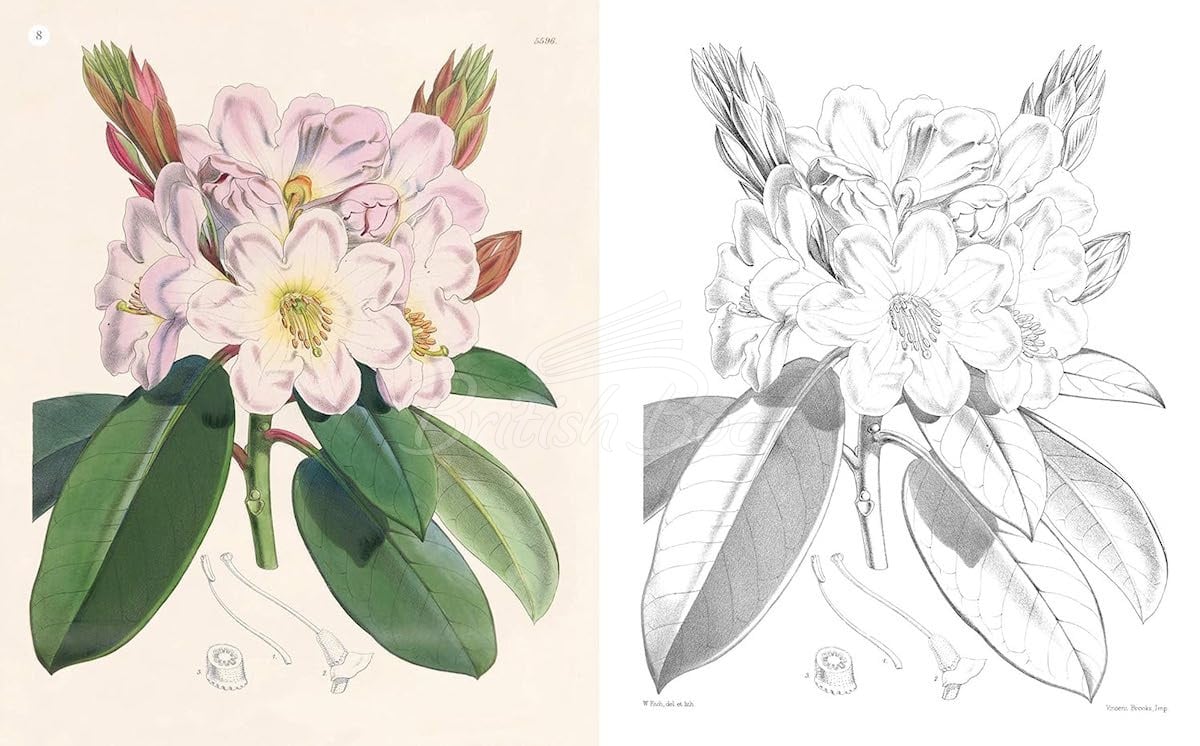 Книга The Kew Gardens Beautiful Flowers Colouring Book изображение 2