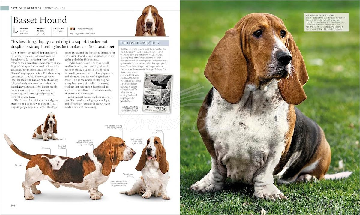 Книга The Dog Encyclopedia изображение 6