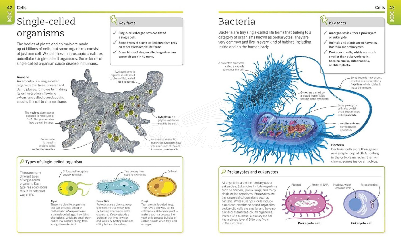 Книга Super Simple Biology изображение 3
