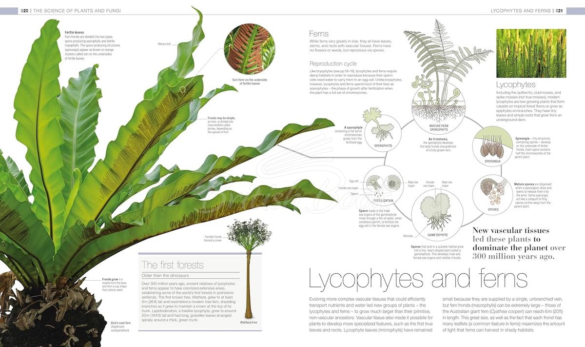 Книга Plants & Fungi: The Definitive Visual Guide изображение 2