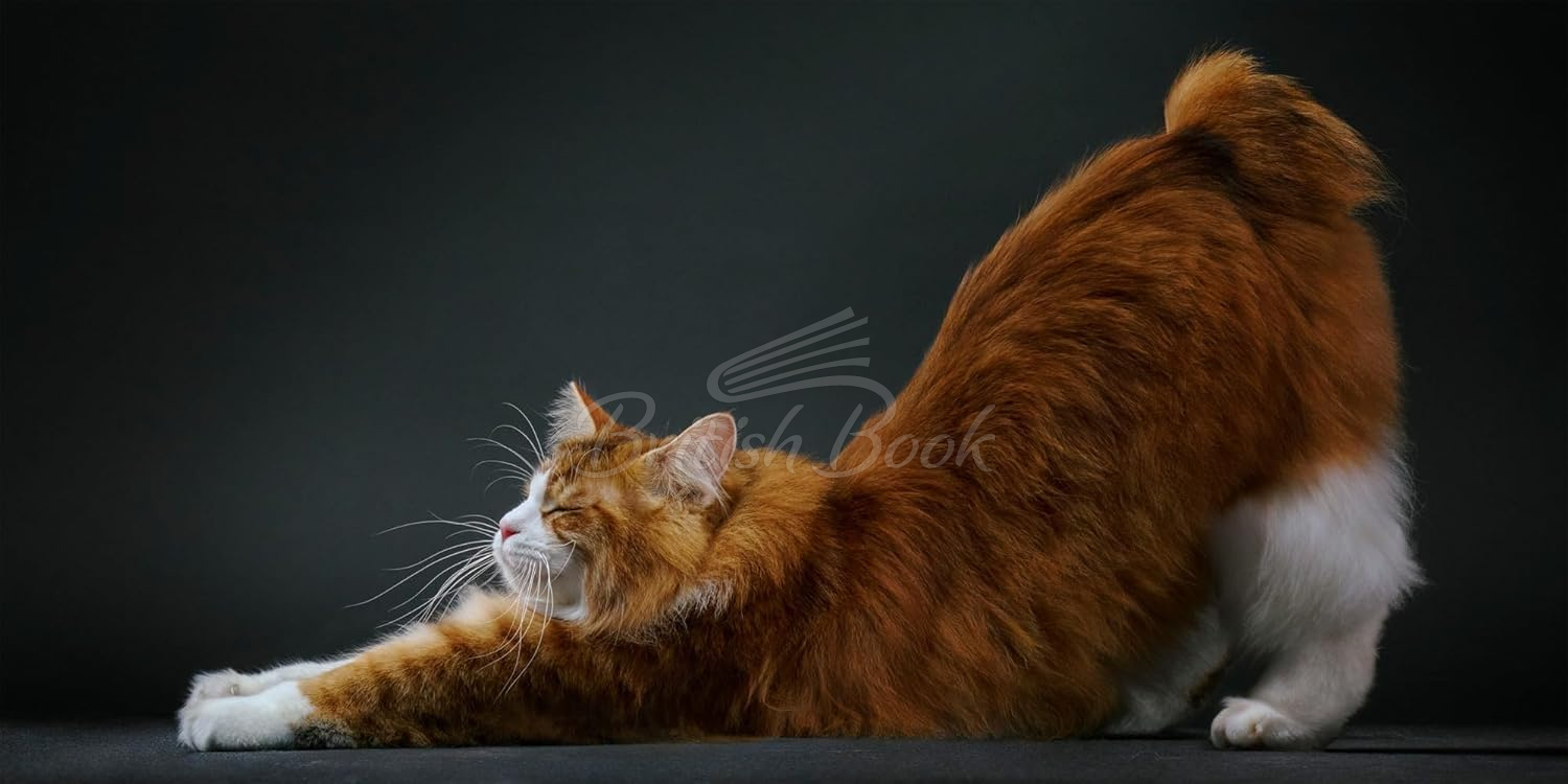 Книга Feline: Photographs изображение 4