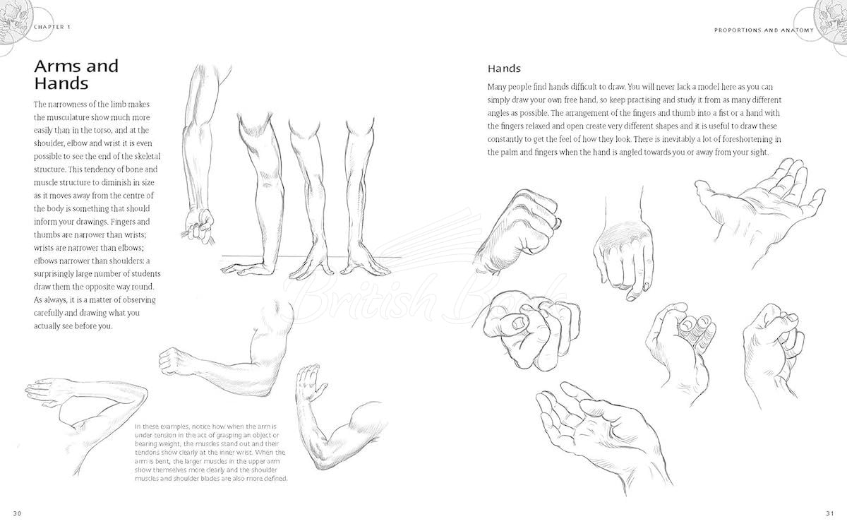Книга The Fundamentals of Drawing Nudes зображення 1