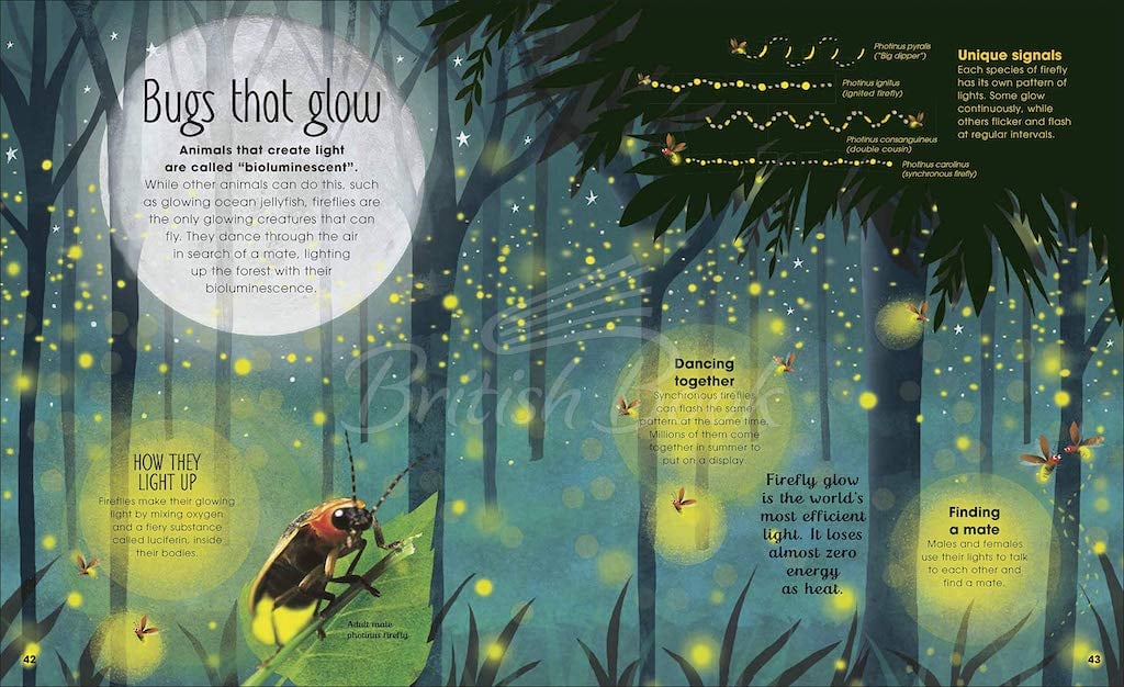 Книга The Book of Brilliant Bugs зображення 7