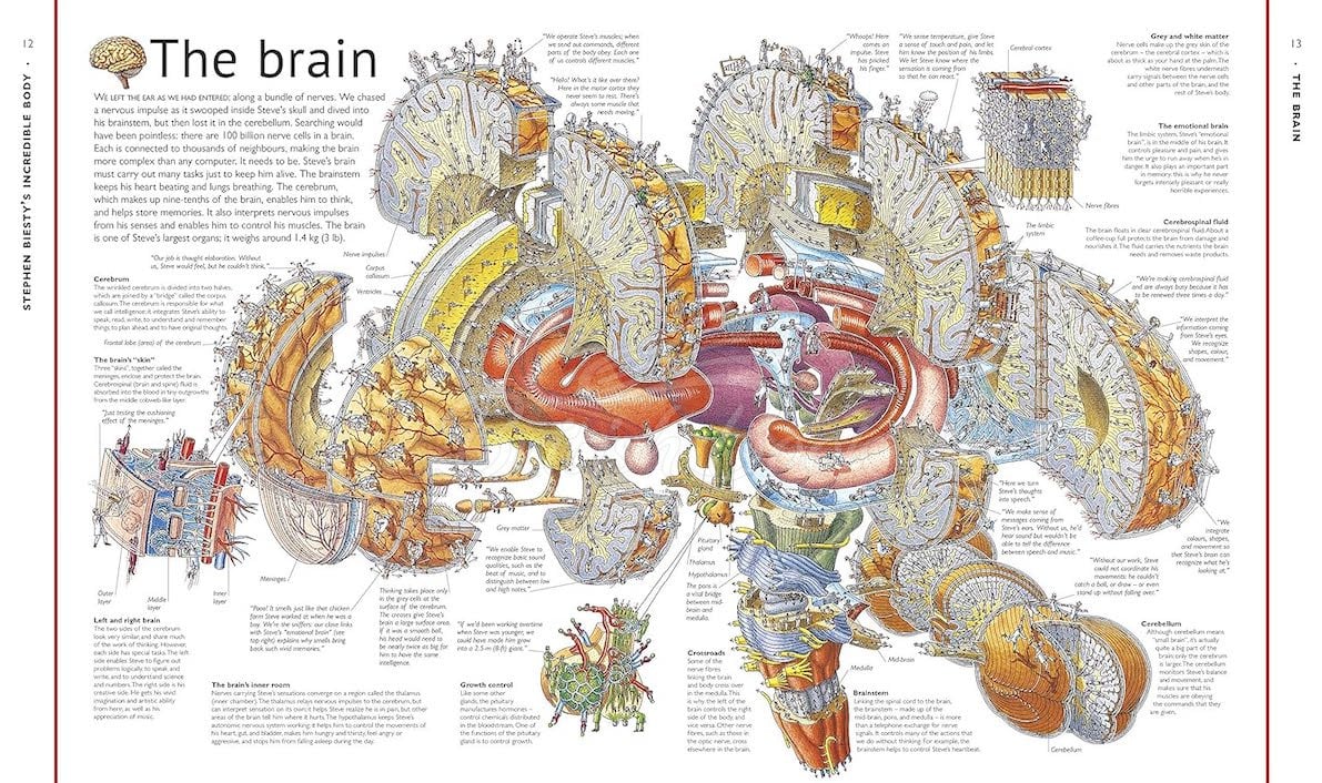 Книга Stephen Biesty's Incredible Body Cross-Sections изображение 2