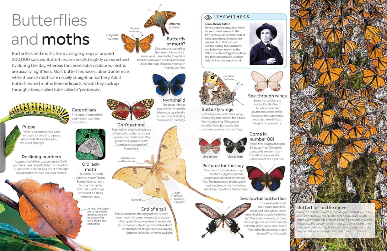 Книга Insect изображение 4