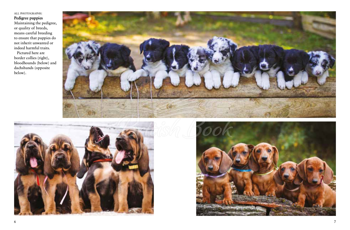 Книга Dogs изображение 3