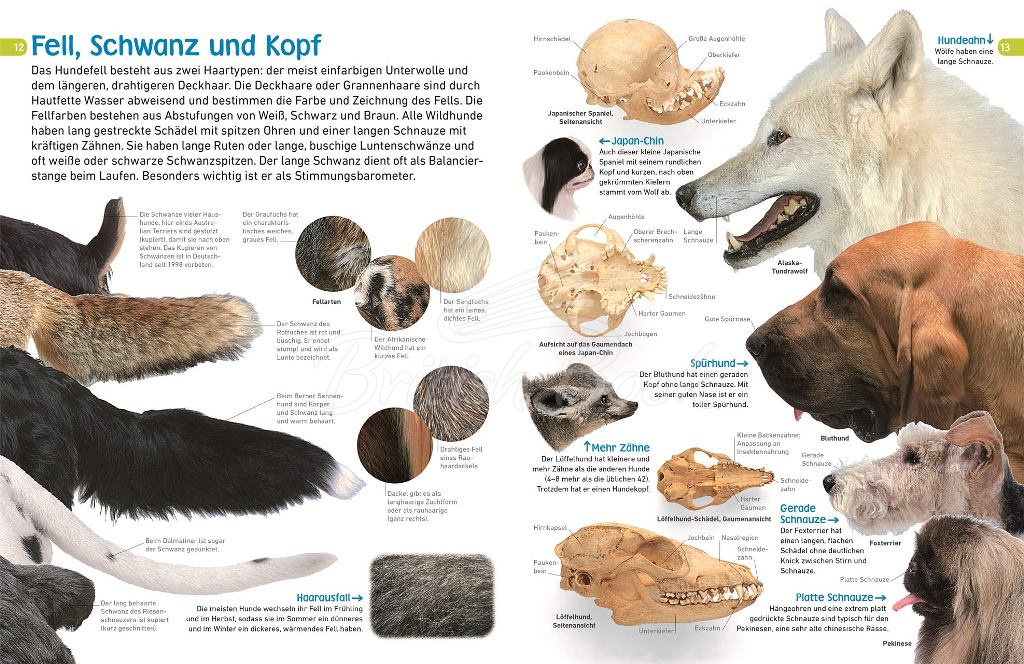 Книга memo Wissen entdecken: Hunde изображение 1
