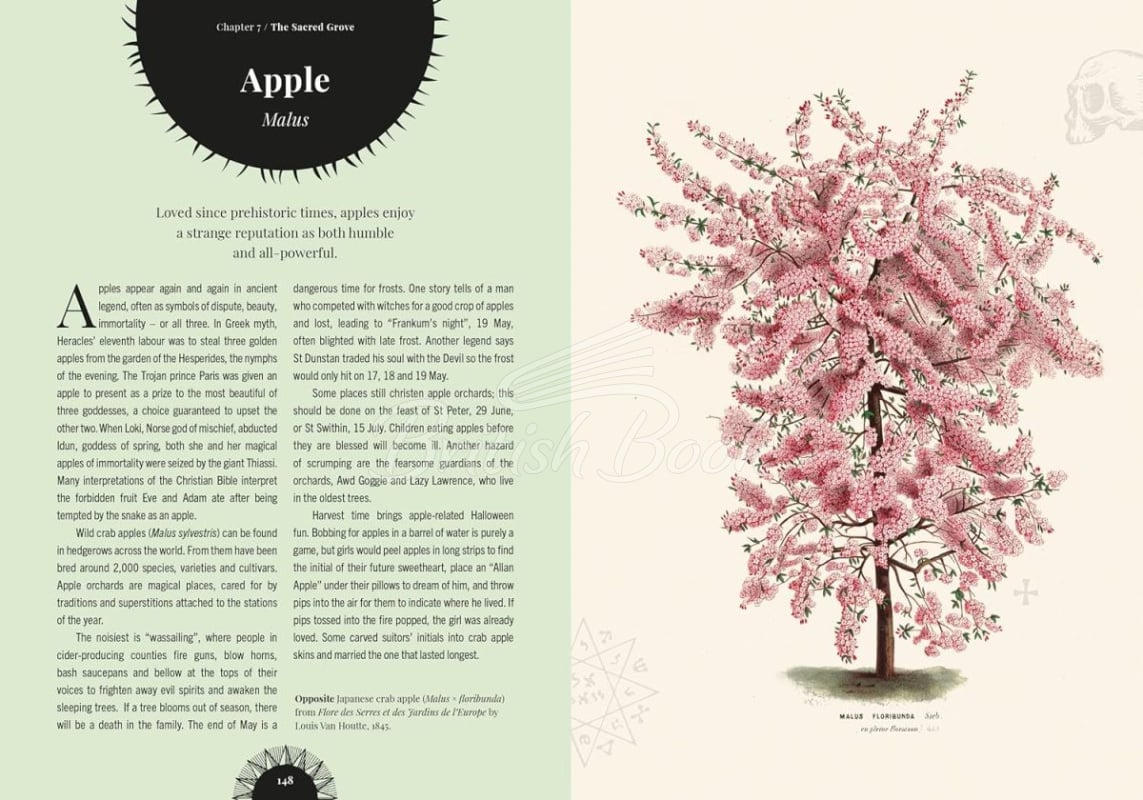 Книга Kew: Witch's Forest зображення 4