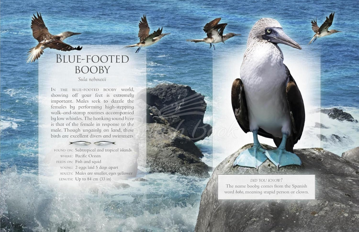 Книга The Little Book of Ocean Animal Sounds зображення 3