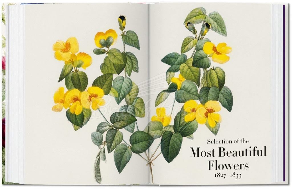 Книга Redouté: The Book of Flowers зображення 5