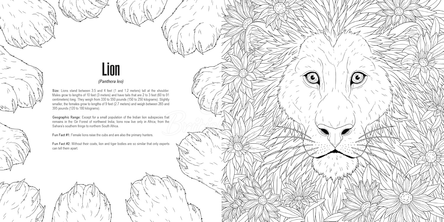 Книга Cats: A Smithsonian Coloring Book зображення 6