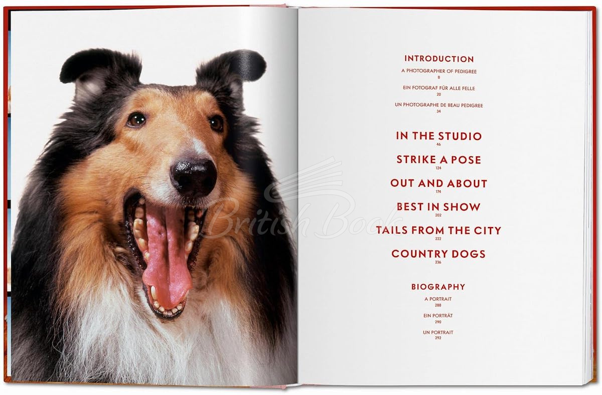 Книга Walter Chandoha. Dogs. Photographs 1941–1991 изображение 2