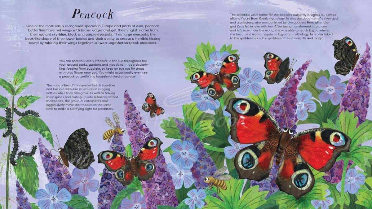 Книга National Trust: Butterfly Skies изображение 4