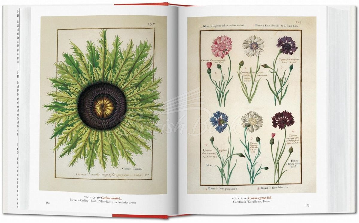 Книга A Garden Eden: Masterpieces of Botanical Illustration изображение 4