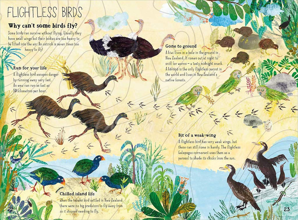 Книга The Big Book of Birds зображення 5