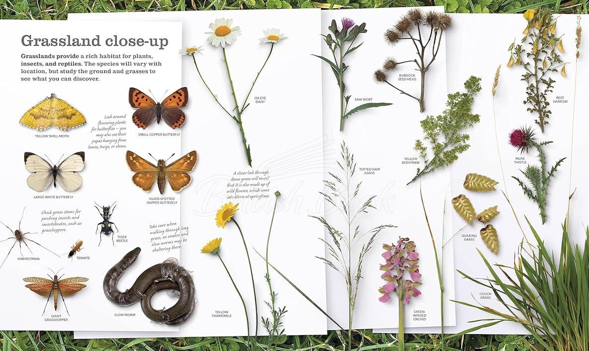Книга Chris Packham's Nature Handbook зображення 4