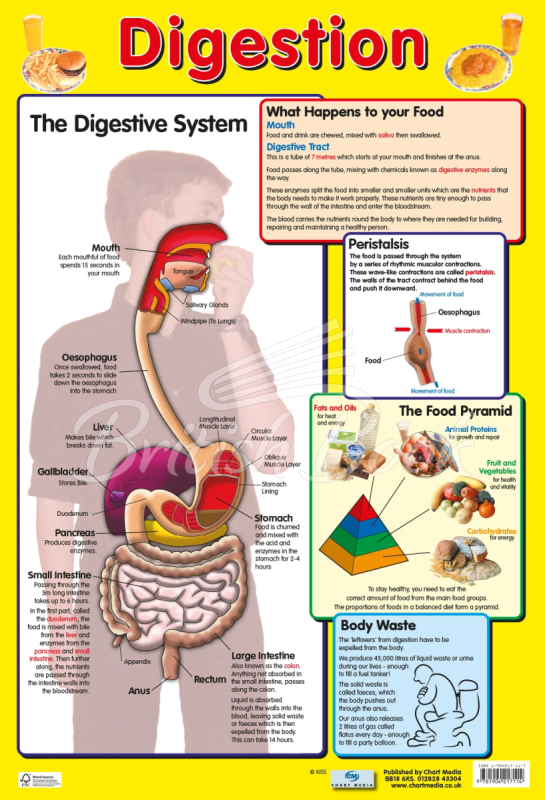 Плакат Digestion Poster изображение
