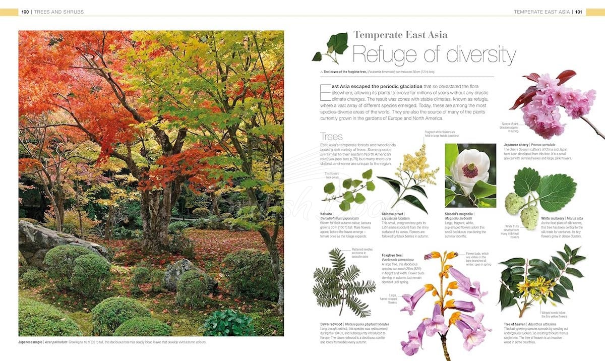 Книга Plants & Fungi: The Definitive Visual Guide изображение 4