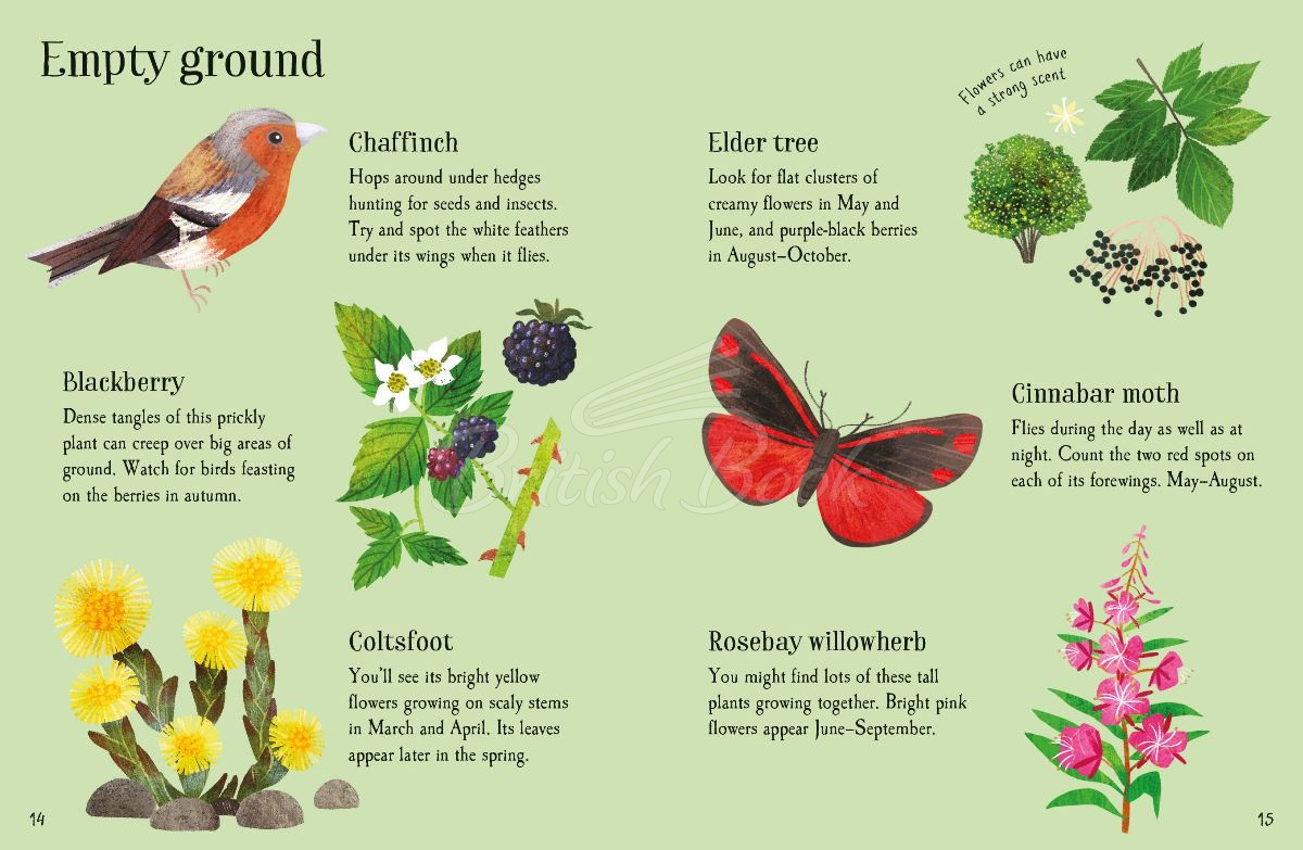 Книга Urban Wildlife to Spot изображение 3