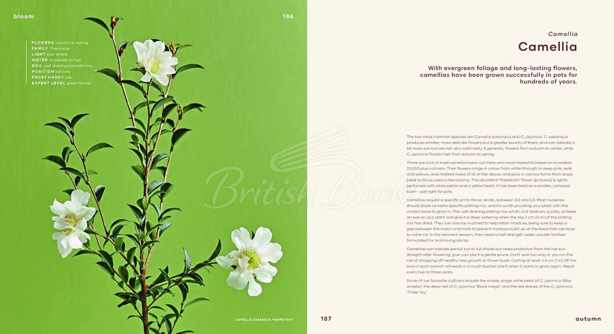 Книга Bloom: Flowering Plants for Indoors and Balconies зображення 6