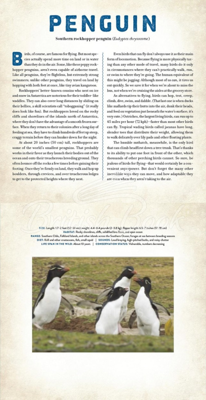 Книга Birds: A Photicular Book изображение 1