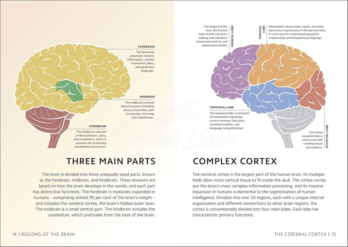 Книга Simply The Brain зображення 1