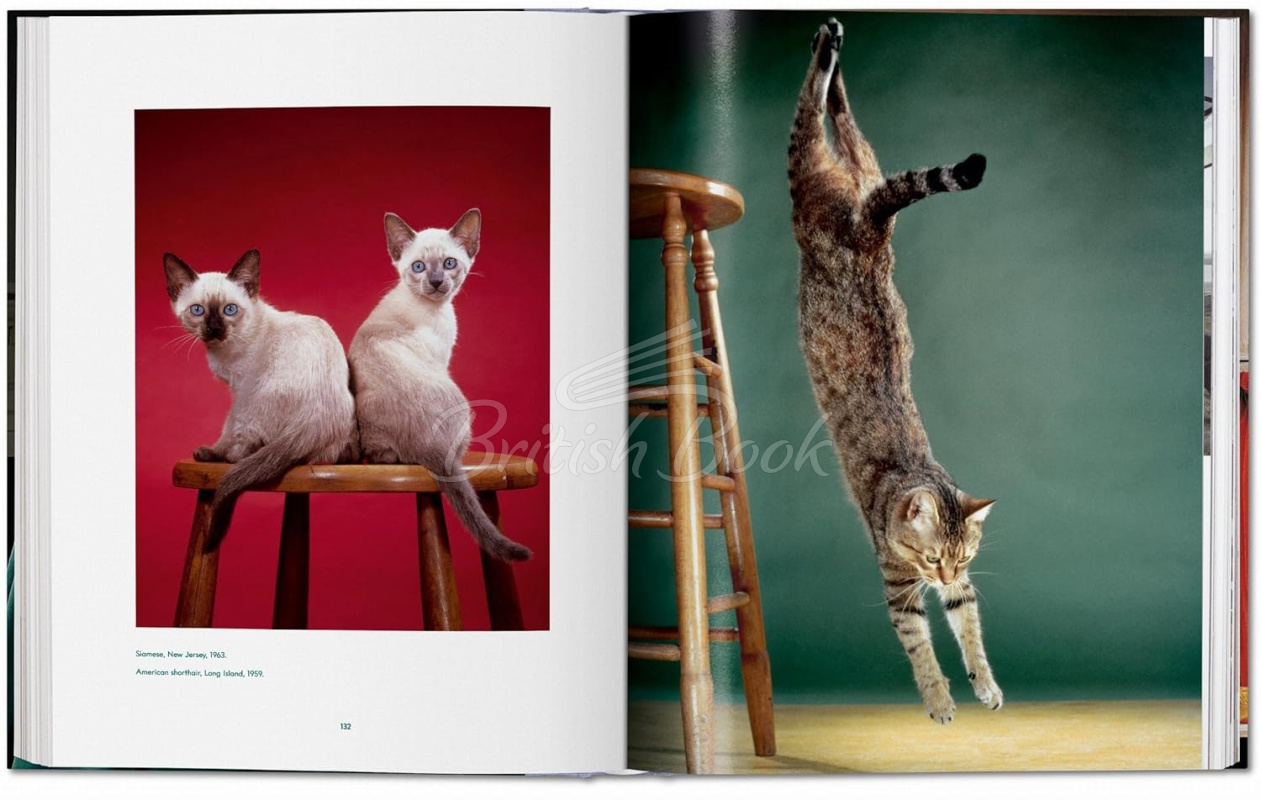 Книга Walter Chandoha. Cats. Photographs 1942–2018 зображення 10