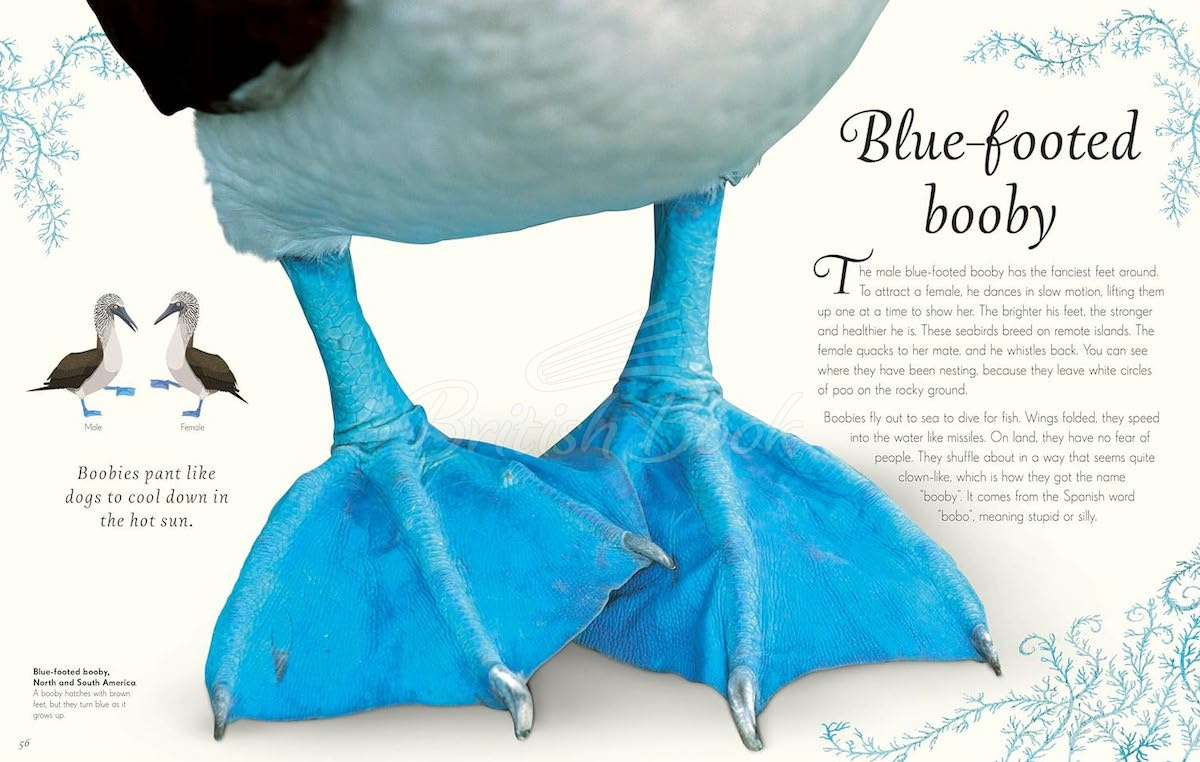 Книга An Anthology of Exquisite Birds зображення 4