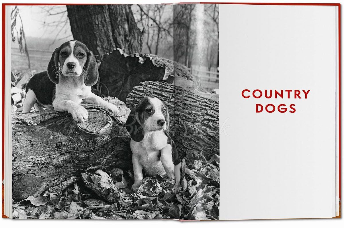 Книга Walter Chandoha. Dogs. Photographs 1941–1991 изображение 9