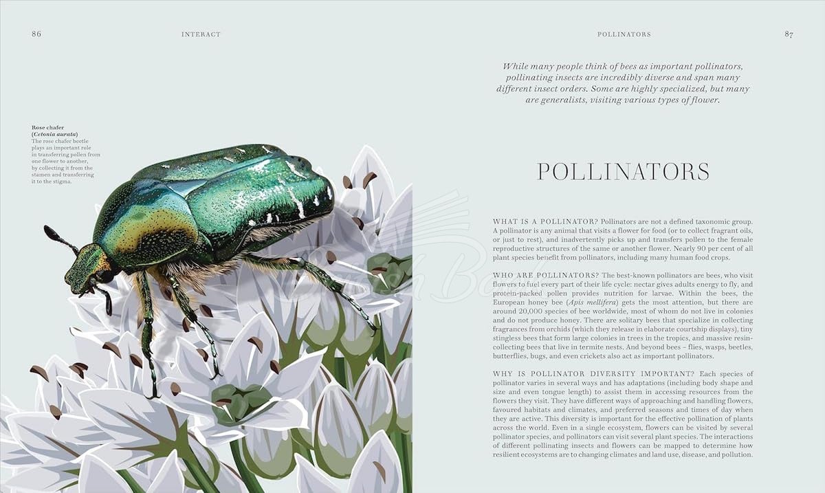 Книга Insects зображення 6
