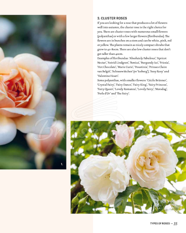 Книга The Joy of Roses зображення 11