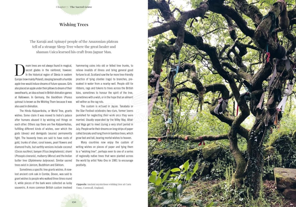 Книга Kew: Witch's Forest зображення 5