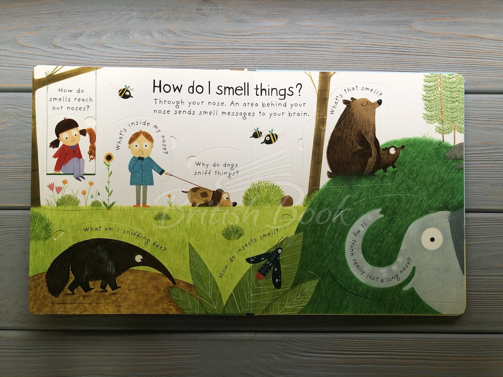 Книга Lift-the-Flap First Questions and Answers: How Do I See? изображение 5