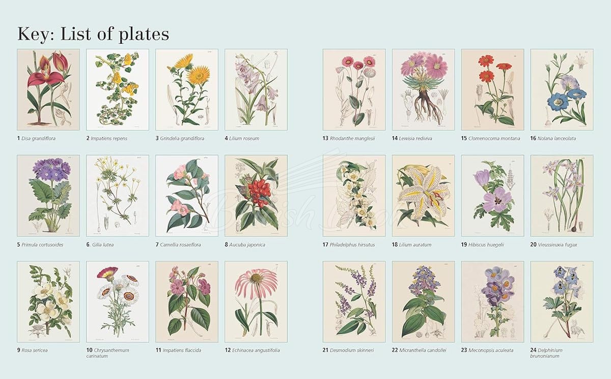 Книга The Kew Gardens Flowering Plants Colouring Book изображение 1